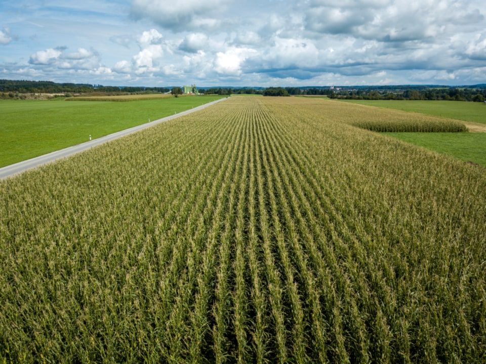 Rows of green corn running to the horizon under a summer sky