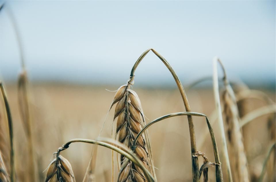 Heads of wheat against a pale sky